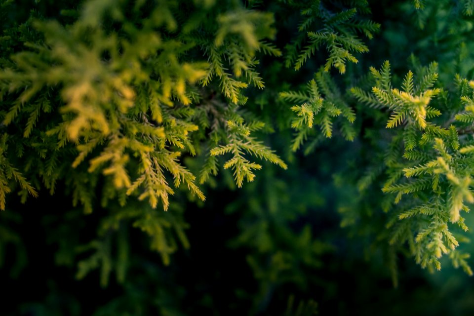 Green Tree Macro Photography