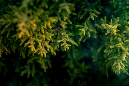 Green Tree Macro Photography