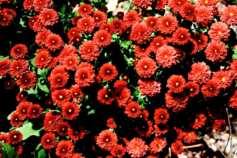 Red And Green Flowers