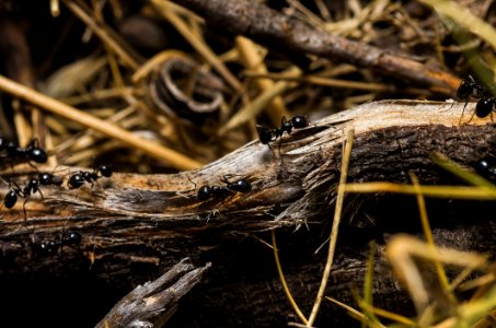 Black Ants On Brown Tree Trunks