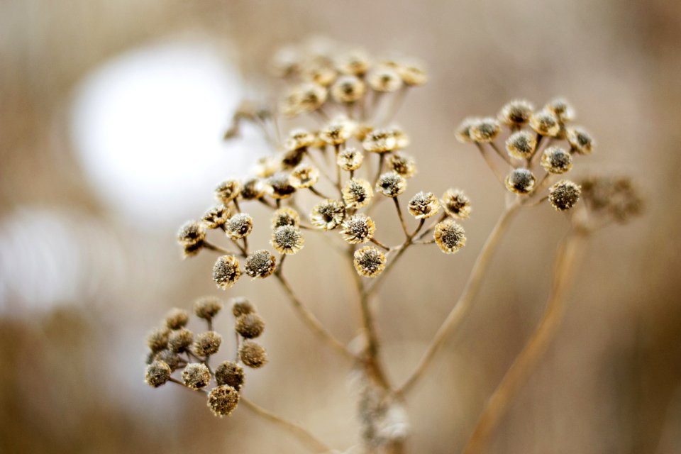 Brown And Black Flower Close Up Photo