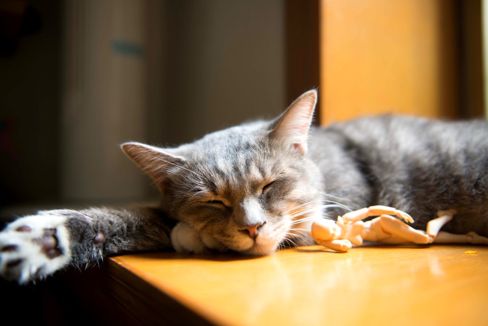 Gray And White Short Coated Cat On Brown Wooden Table Top