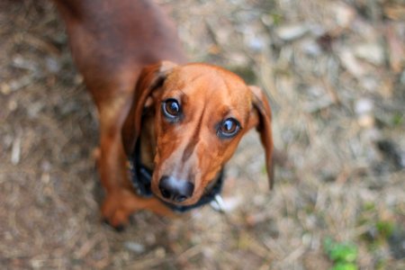 Selective Focus Photography Of Dachshund photo
