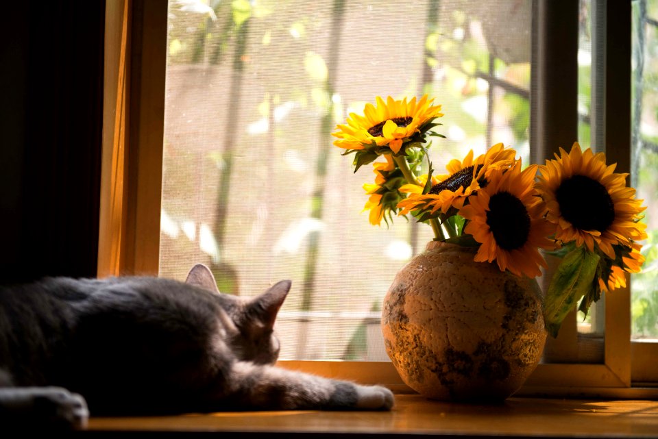 Gray Cat Near Gray Vase With Sunflower