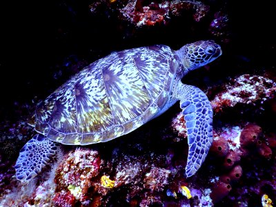 Underwater Photography Of Brown Sea Turtle photo