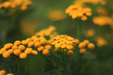 Selective-focus Photography Of Yellow Flowers photo