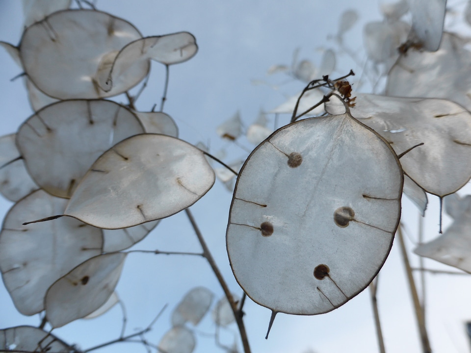 Seeds flower nature