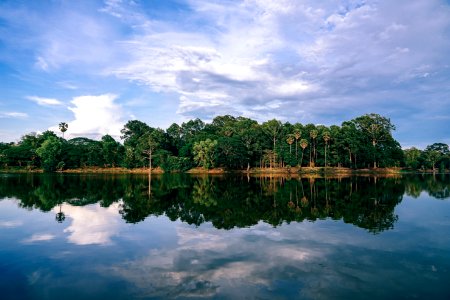 Scenic Photography Of Trees
