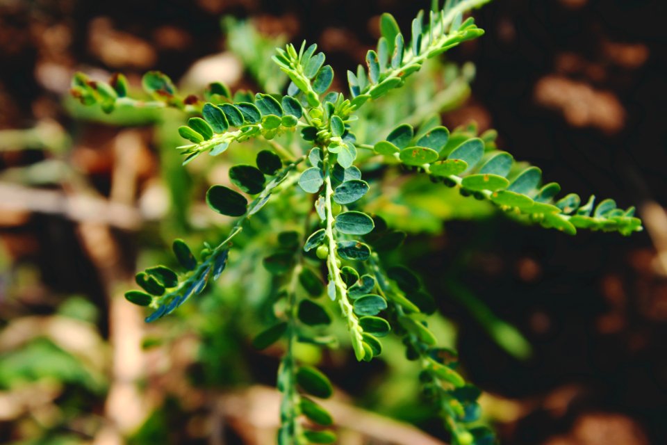 Shallow Focus Photography Of Green Plant