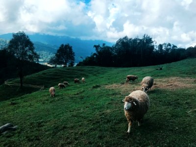 Group Of Sheep At The Field