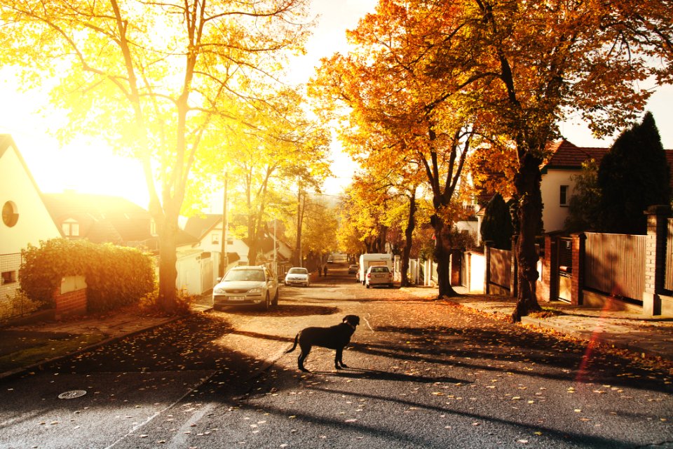 Dog On Concrete Road