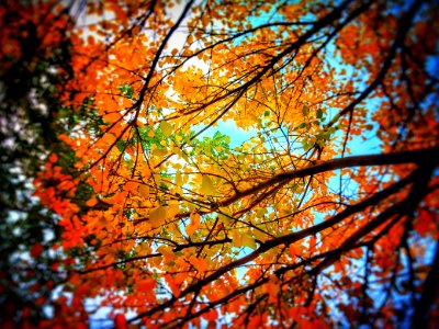 Low Angle Photo Of Trees With Orange Leaves photo