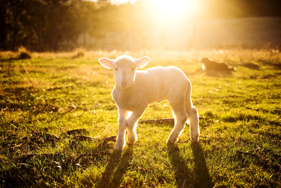 Shallow Focus Photography Of White Sheep On Green Grass