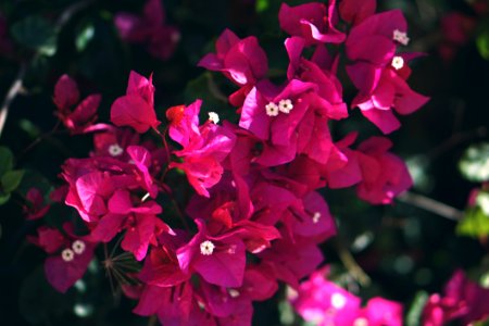 Pink Bougainvillea Flower photo