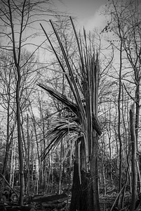 Overturned devastation landscape
