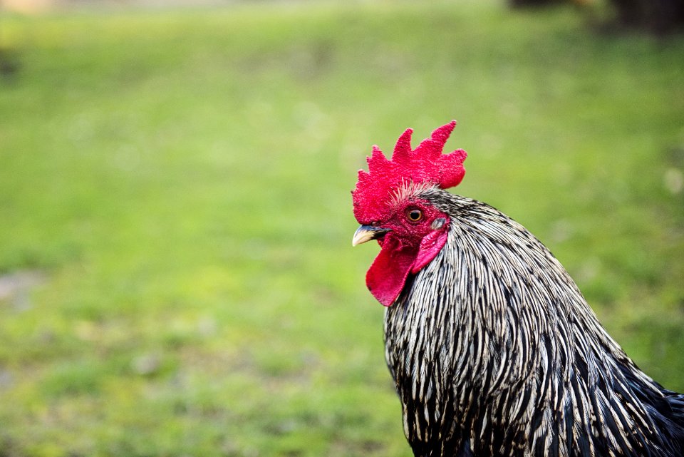Portrait Of Black And White Rooster