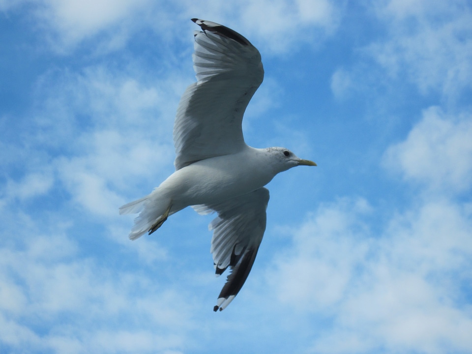 Bird fly wings