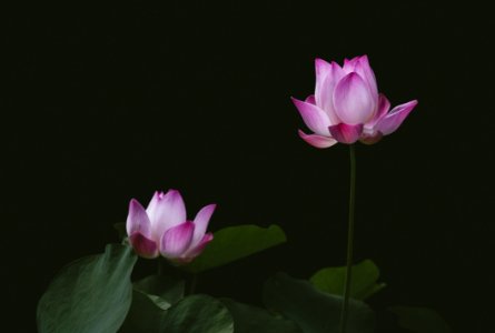 Close-up Photography Of Lotus