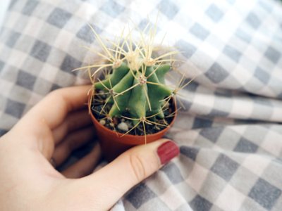 Person Holding Brown Clay Pot With Green Cactus photo