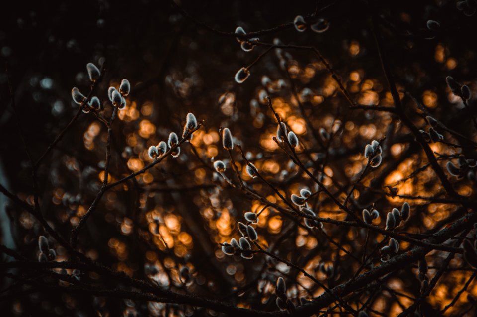 Shallow Focus Photography Of Gray Plants