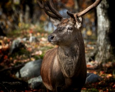 Tilt Shift Lens Photography Of Deer photo