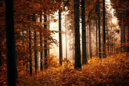 Forest With Fogs