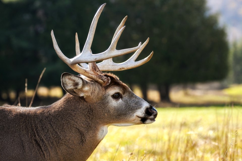 Selective Focus Photography Of Brown Buck On Grass Field photo