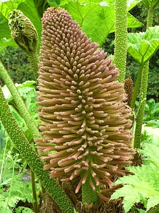 Bloom inflorescence giant rhubarb photo