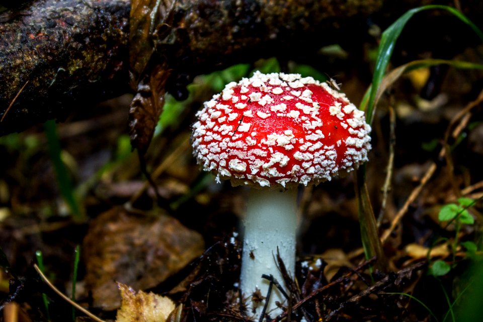 Mushroom Fly Agaric Toxic photo