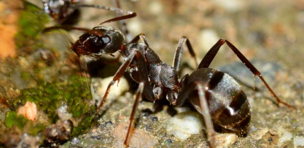 Insect Ant Pest Membrane Winged Insect