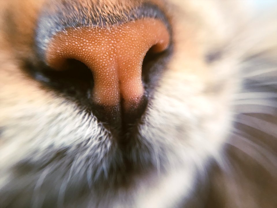Animal Animal Photography Blur