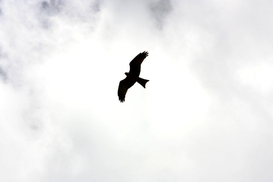 Silhouette Of Bird Flying
