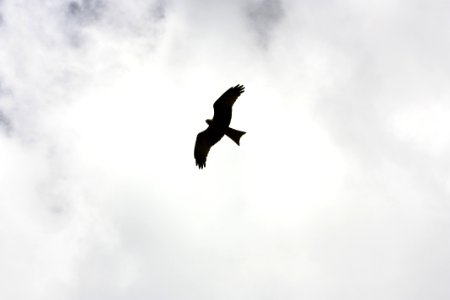 Silhouette Of Bird Flying