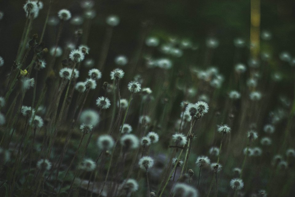 Bloom Blooming Blossom Blur