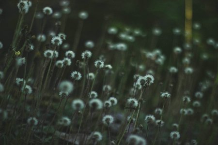 Bloom Blooming Blossom Blur