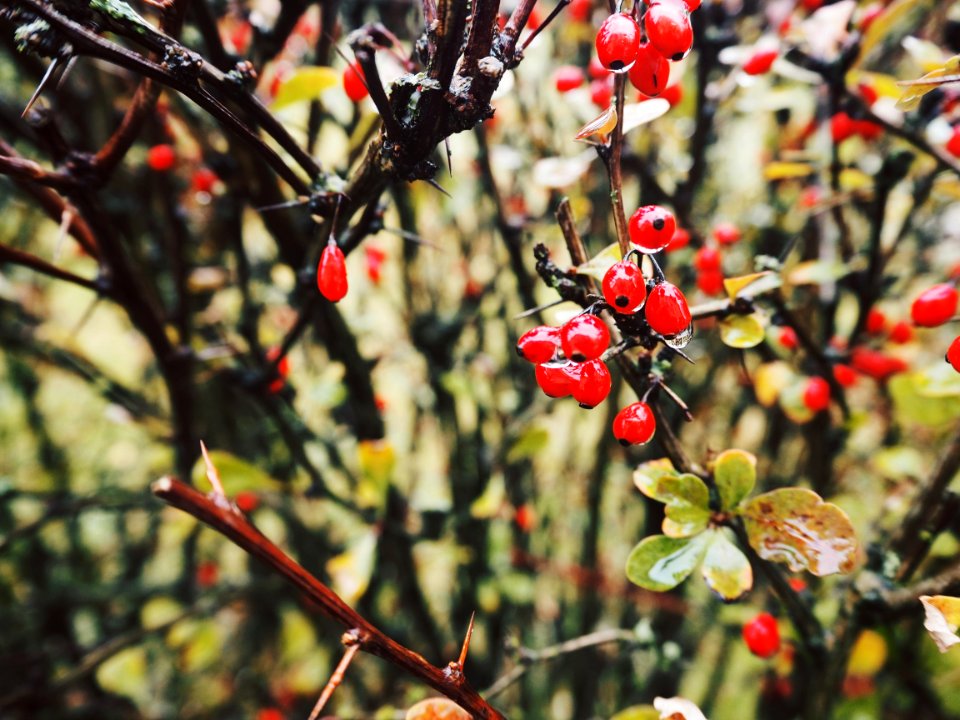 Close-up Photo Of Red Berries