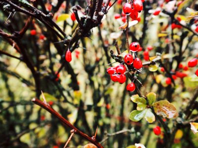 Close-up Photo Of Red Berries photo