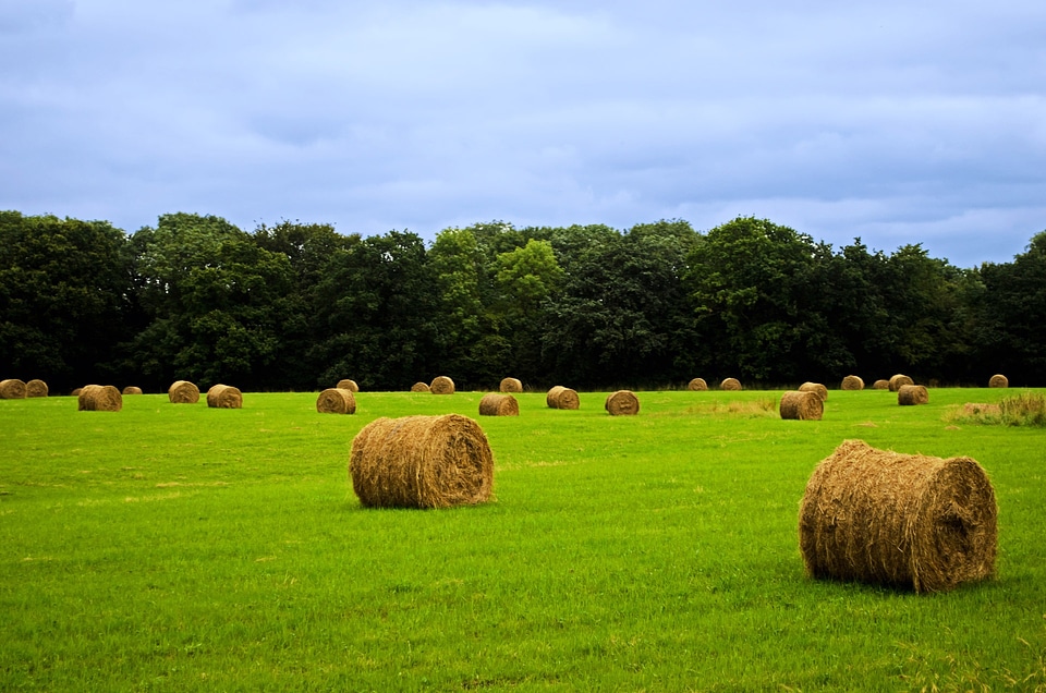 Background bale barley