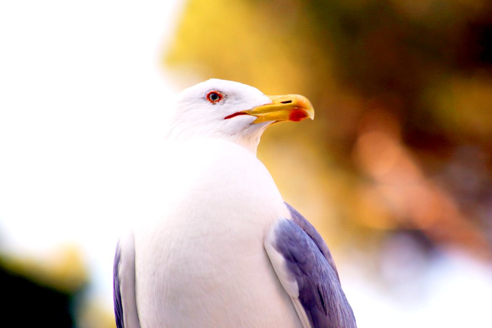 Micro Photography Of White And Grey Bird