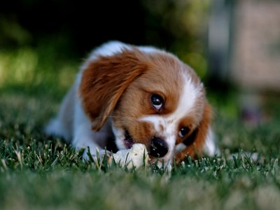 Cute Dog Laying On The Bed