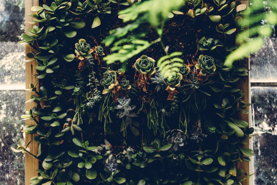 Beautiful Botanical Environment Foliage