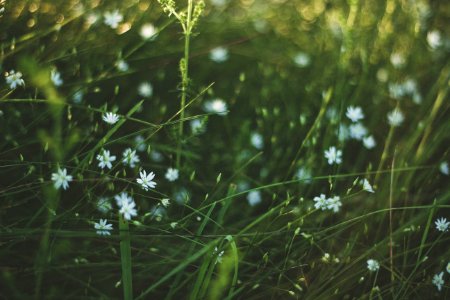 Blooming Blur Colors Environment