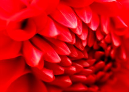 Macro Photography Of Red Dahlia Flower