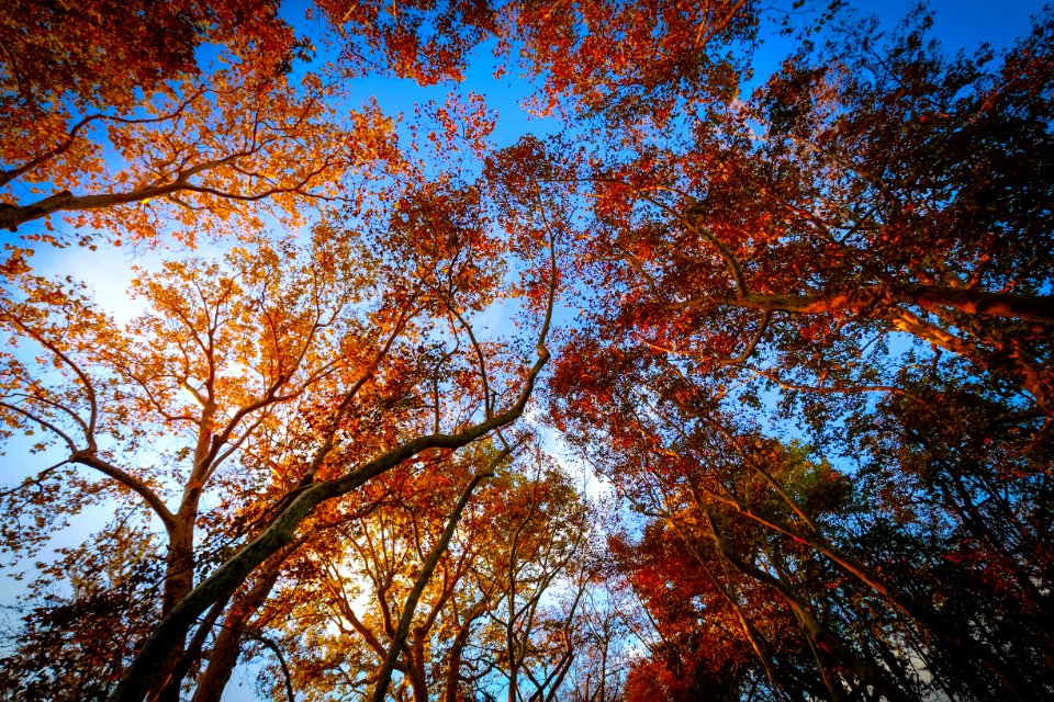 Worms Eye-view Of Trees Under The Blue Sky