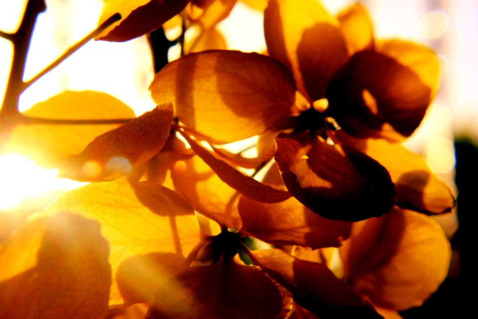 Photography Of Petal Flower