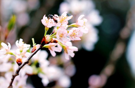 Selective Focus Photography Of White Cherry Blossoms photo
