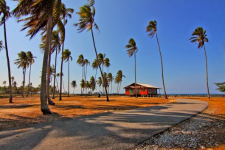 Clouds Coconut Coconut Trees photo