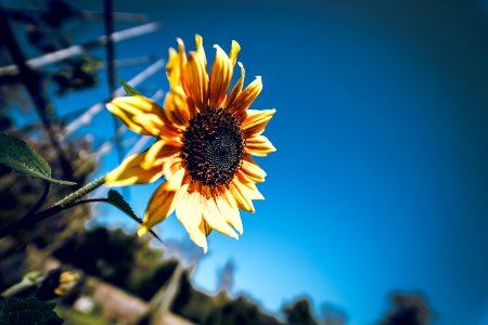 Tilt Shift Photography Of Sunflower photo