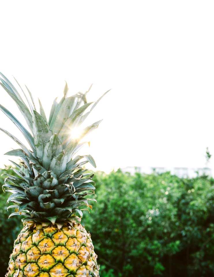 Color Exotic Food Freshness