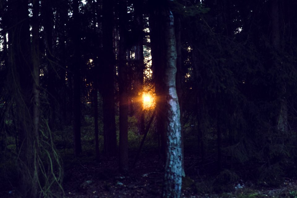 Dawn Dusk Forest
